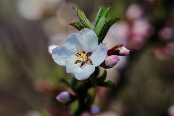 Spring flowers close-up, bloom, atmosphere, detail, nature of Ukraine