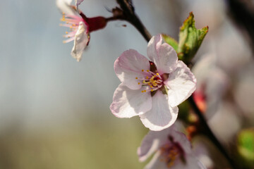 Spring flowers close-up, bloom, atmosphere, detail, nature of Ukraine