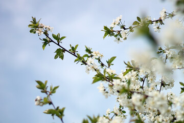 Spring flowers close-up, bloom, atmosphere, detail, nature of Ukraine