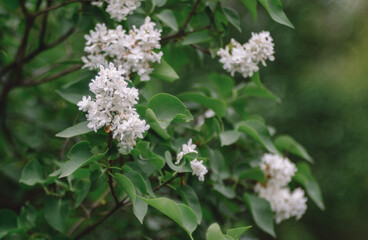 Spring flowers close-up, bloom, atmosphere, detail, nature of Ukraine