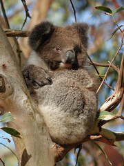 Young koala bear on a eucalyptus tree in Australia
