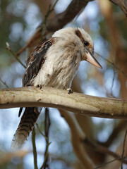 Kookaburra bird one of the symbols of Australia