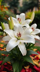 Obraz premium White lilies garden bloom petals