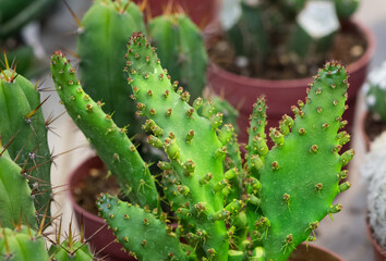thorny potted plants, desert plants, various cacti