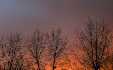  bright scarlet red sky and empty tree branches