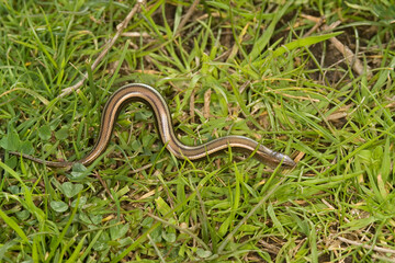 Italian Three-toed Skink, Luscengola, Chalcides chalcides , Scincidae, fienarola o luscengola. Chalcides chalcides. Abbasanta. Oristano. Sardegna. Italia.
