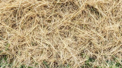 Close Up of Golden Dry Grass Texture in Direct Sunlight Natural Background