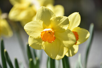 Fototapeta premium Two Toned Flowering Daffodils Blooming in the Spring Time