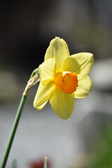 Fototapeta premium Daffodil that is Yellow and Orange in the Spring