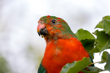 Photograph of an Australian King Parrot eating berries in a green leafy tree in the Blue Mountains...