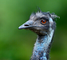 emu head close up
