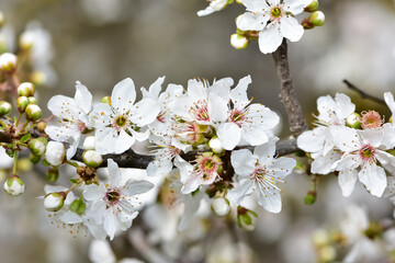 Obraz premium photos of flowering plum tree and plum flowers