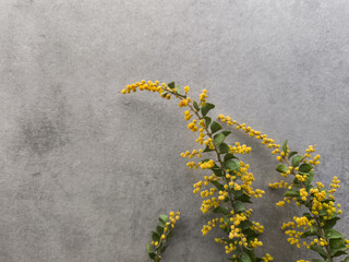 Mimosa flowers creating a spring atmosphere on gray background copy space