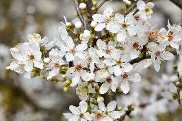 photos of flowering plum tree and plum flowers