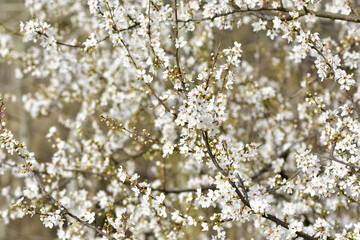 photos of flowering plum tree and plum flowers