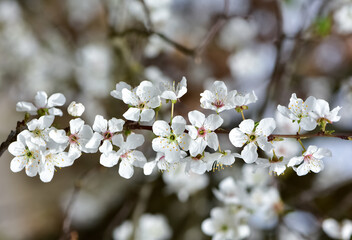 photos of flowering plum tree and plum flowers