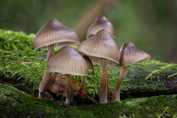 Macro of a group of mushrooms
