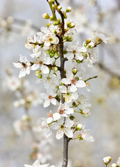 photos of flowering plum tree and plum flowers