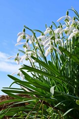 Snowdrops in early spring