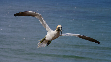 Northern Gannet in flight