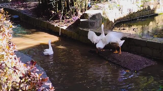 Three white ducks, Yercaud hills