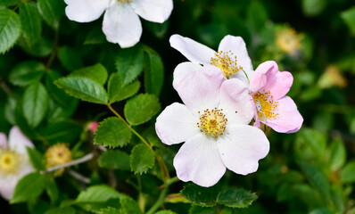 peaceful flowers and natural environment in nature