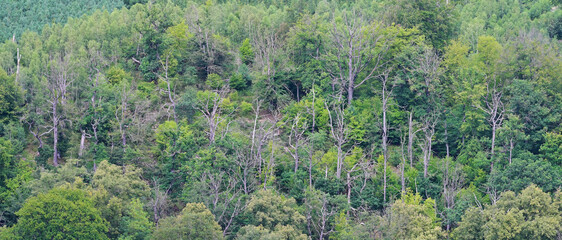 Fototapeta premium Forest in the Harz mountains in Germany