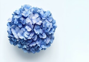 A lush blue hydrangea bloom, set against a crisp white background.