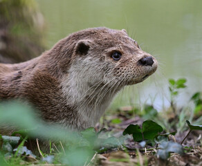 Otter in his natural environment