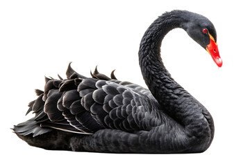 Black swan on transparent background