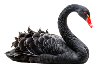 Black swan on transparent background