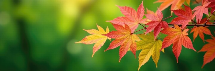 Fototapeta premium Colorful pink and green maple leaves on a branch, nature, green, fall colors