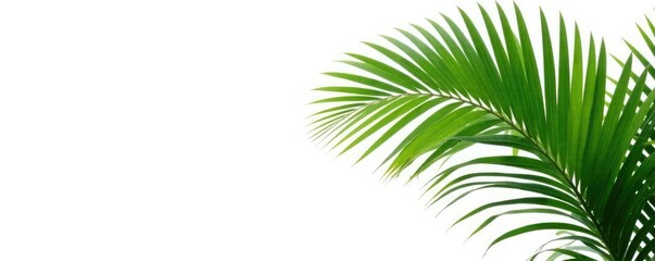 Obraz premium Green palm tree isolated on white background with clipping path, botanical, palm tree, plant