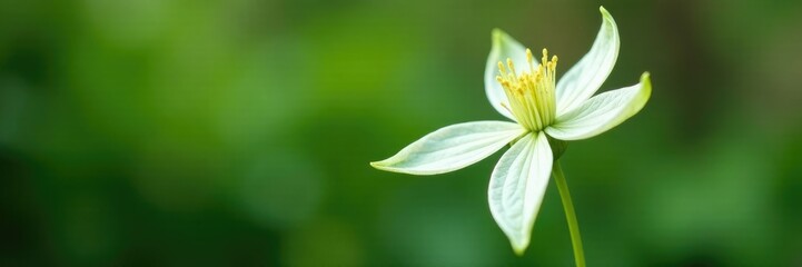 Green tightly closed bud with delicate petals folded inward, clematis, garden, spring