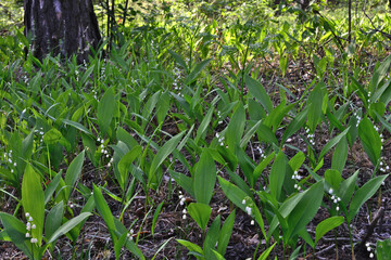 blooming Lily of the valley in the forest