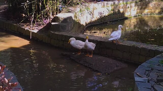 Three white ducks, Yercaud hills