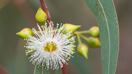 natural plants and flowers. Photos of eucalyptus tree flowers and seeds. © akif