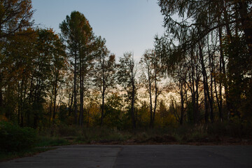 Beautiful sunset sky among the silhouette of tree leaves of forest in evening time with no people near a road. Natural colors amazing background with no people