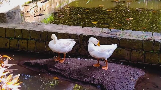 Two white ducks, Yercaud hills