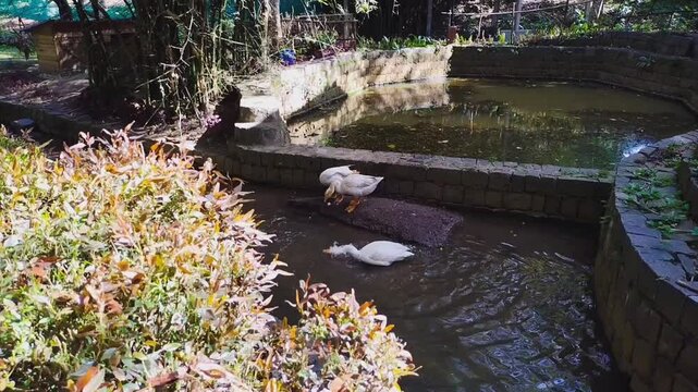 Two white ducks, Yercaud hills