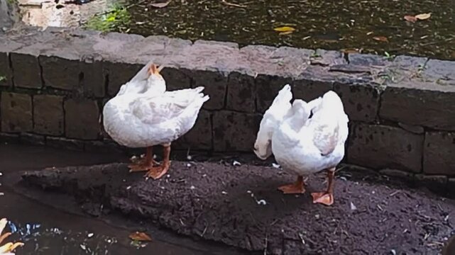 Two white ducks, Yercaud hills