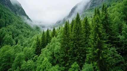 Lush green forest nestled in a mountain valley, shrouded in mist, creating a serene and tranquil atmosphere. The image features vibrant green trees