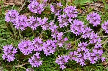 Medicinal plants that grow naturally in nature. thyme flower photos