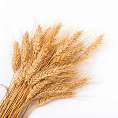Fototapeta premium Golden Wheat Field Texture Isolated on White Background for Nature Theme Design