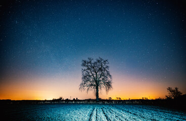 A tree against the starry sky