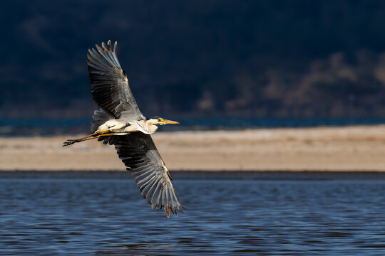 A Grey Heron (Ardea cinerea) soaring gracefully over the waters of Lake Nakuru, Kenya, with its long wings fully extended