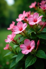 Fototapeta premium Pink flowers burst forth on a lush green flowering bush, garden flowers, flowering plants