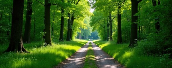 Obraz premium Quiet forest path with dappled shade under tall trees and white clouds, peaceful, scenery, tree