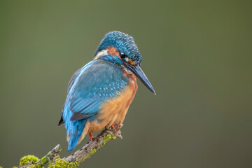 Kingfisher, alcedo atthis, male perched on a branch in the uk in the autumn, close up