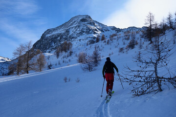 Ski de randonnée en montagne dans les mélèzes. Queyras - Abriès - Alpes.